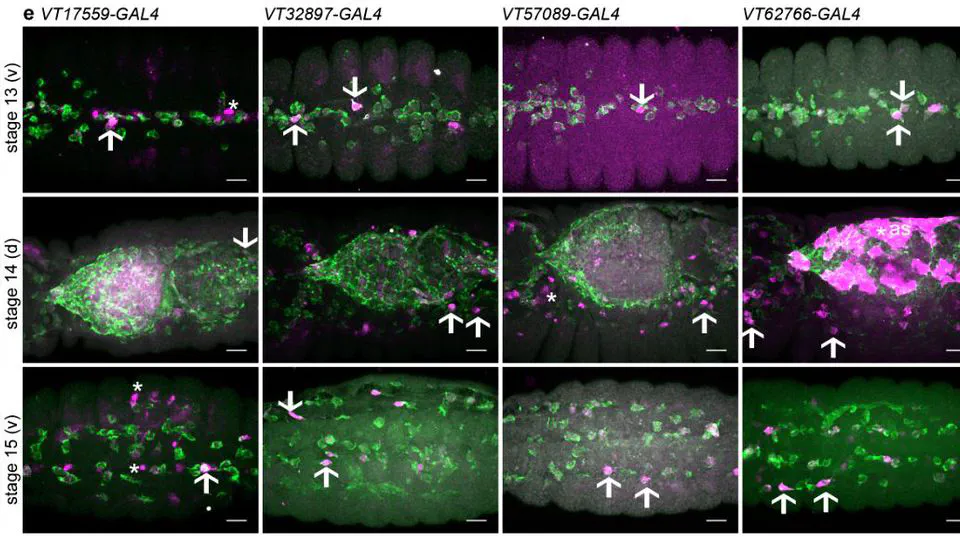 Identification of functionally distinct macrophage subpopulations in Drosophila