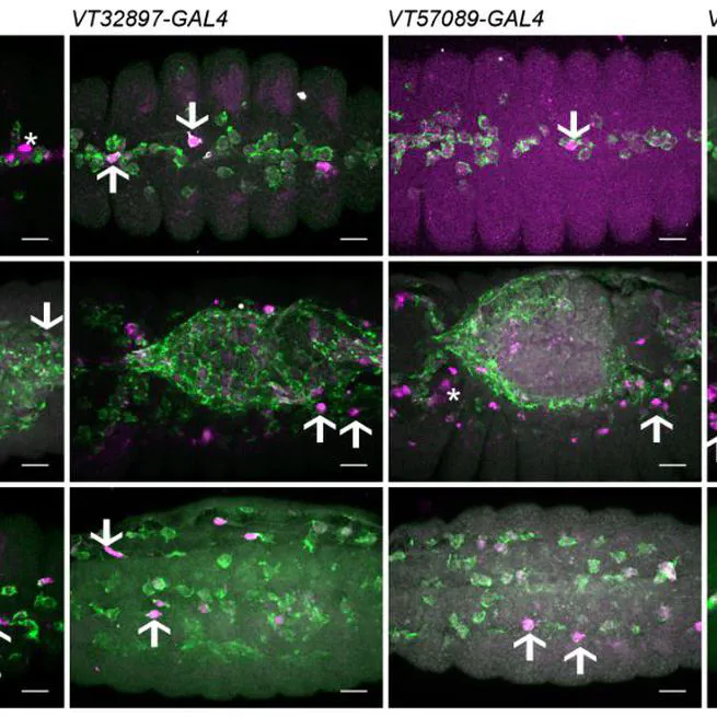 Identification of functionally distinct macrophage subpopulations in Drosophila