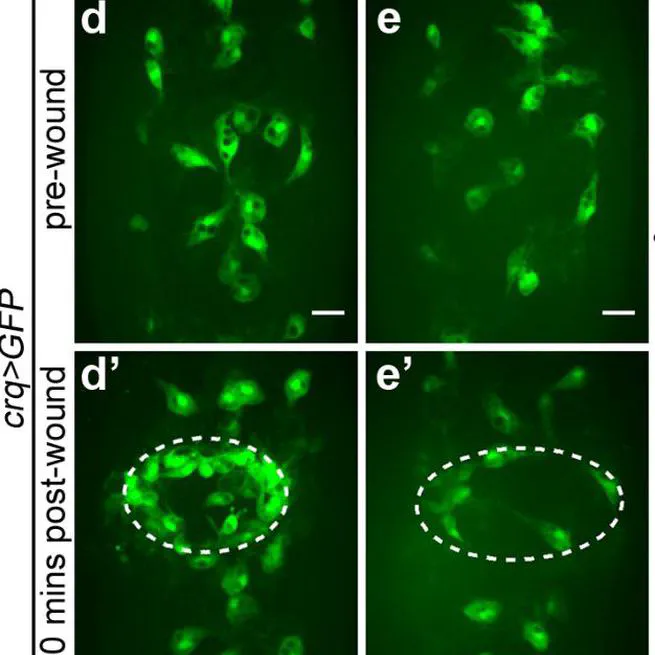 Simu-dependent clearance of dying cells regulates macrophage function and inflammation resolution